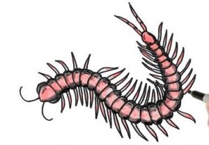 How to Draw A Centipede