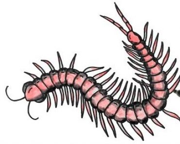 How to Draw A Centipede Step by Step