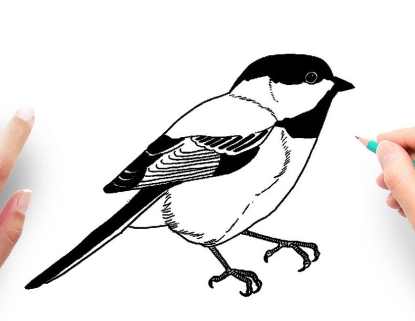 How to Draw A Chickadee Bird Step by Step