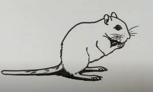 How to Draw A Gerbil