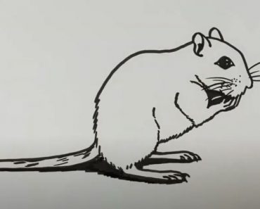 How to Draw A Gerbil Step by Step