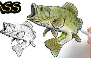 How to Draw A Largemouth Bass