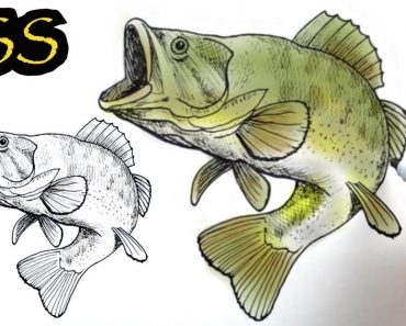How to Draw A Largemouth Bass || Fish drawing Step by Step