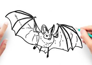 How to Draw A Vampire Bat