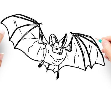 How to Draw A Vampire Bat Step by Step