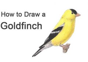 How to Draw Finches