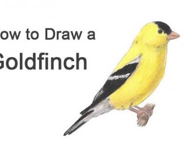 How to Draw Finches Step by Step || Bird Drawing