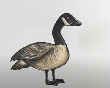 How to Draw Geese Easy Step by Step