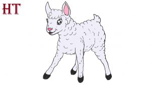 How to Draw a Cute Lamb