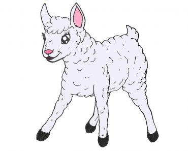 How to Draw a Cute Lamb Step by Step