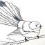 How to Draw a Fantail Bird Easy