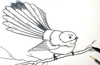 How to Draw a Fantail Bird