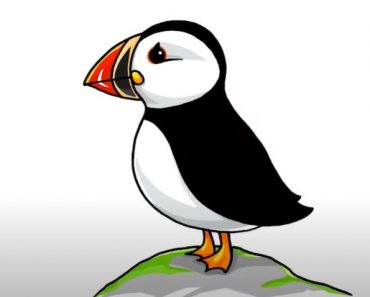How To Draw A Puffin Bird Step by Step