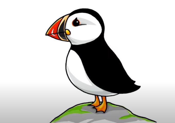 How To Draw A Puffin Bird Step by Step