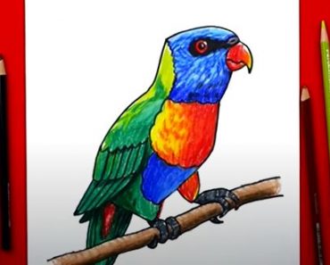 How to Draw a Rainbow Lorikeet Bird || Parrot Drawing