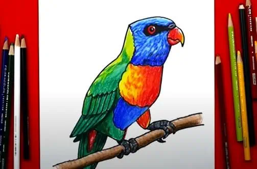 How to Draw a Rainbow Lorikeet