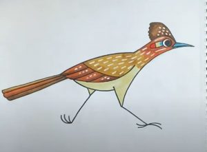 How to Draw a Roadrunner Bird