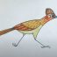 How to Draw a Roadrunner Bird Step by Step