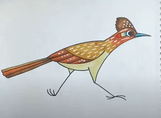 How to Draw a Roadrunner Bird Step by Step