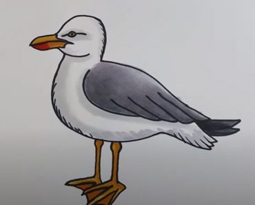 How to Draw a Seagull Easy || Bird Drawing Step by Step