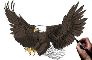 How to Drawing Eagle