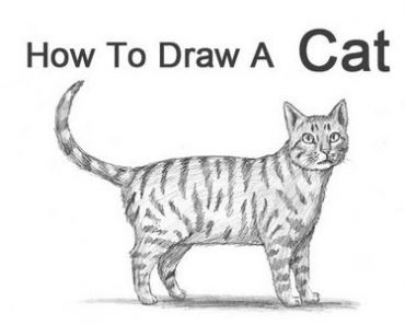 How to draw A Tabby Cat Step by Step