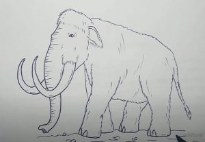 How to draw A Woolly Mammoth