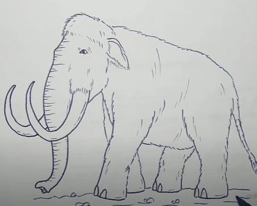 How to draw A Woolly Mammoth Step by Step