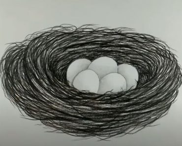 How to draw Bird Nest and Egg Step by Step