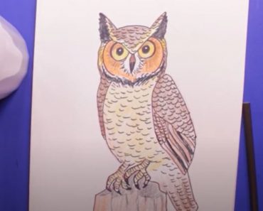 How to draw a Great Horned Owl Step by Step