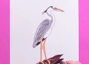 How to draw a Heron