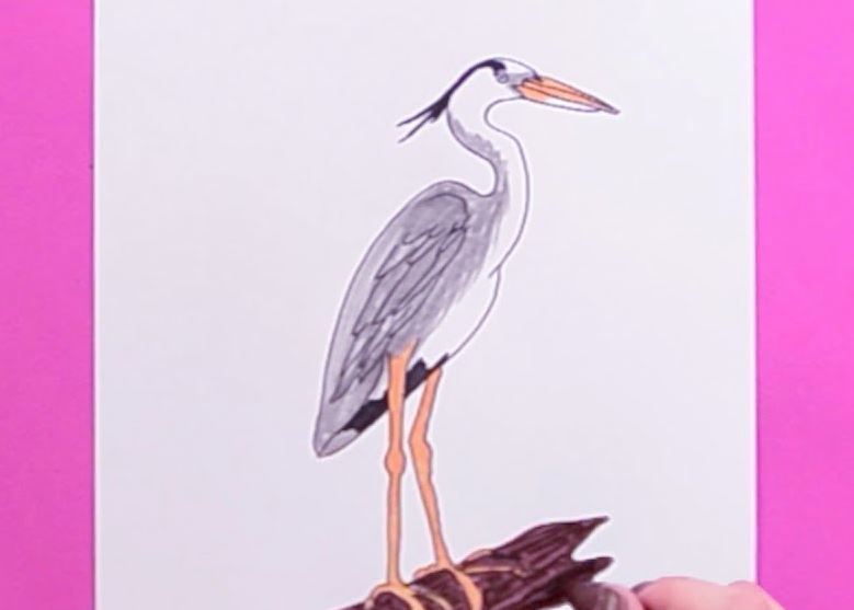 How to draw a Heron Step by Step || Bird Drawing