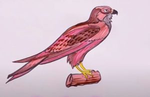 How to draw a Peregrine Falcon
