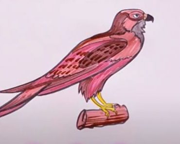 How to draw a Peregrine Falcon Step by Step
