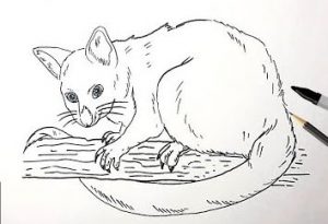 How to draw a Possum