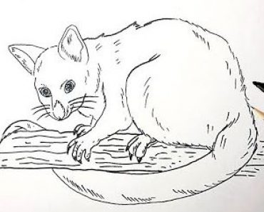 How to Draw a Possum Step by Step