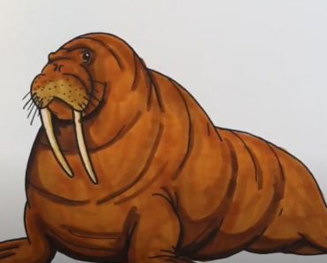 How to draw a Realistic Walrus Step by Step