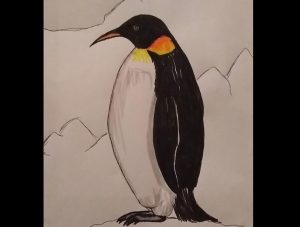 How to draw an Emperor Penguin