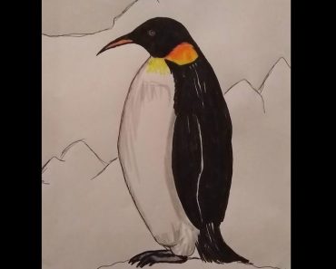 How to draw an Emperor Penguin Step by Step
