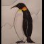 How to draw an Emperor Penguin Step by Step
