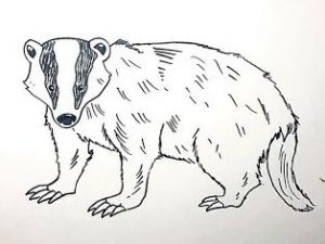 Badger Drawing
