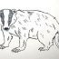 Badger Drawing Step by Step Tutorial