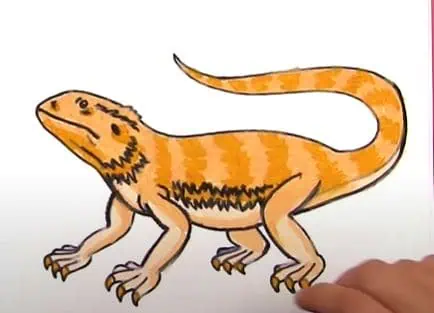 Bearded Dragon Drawing