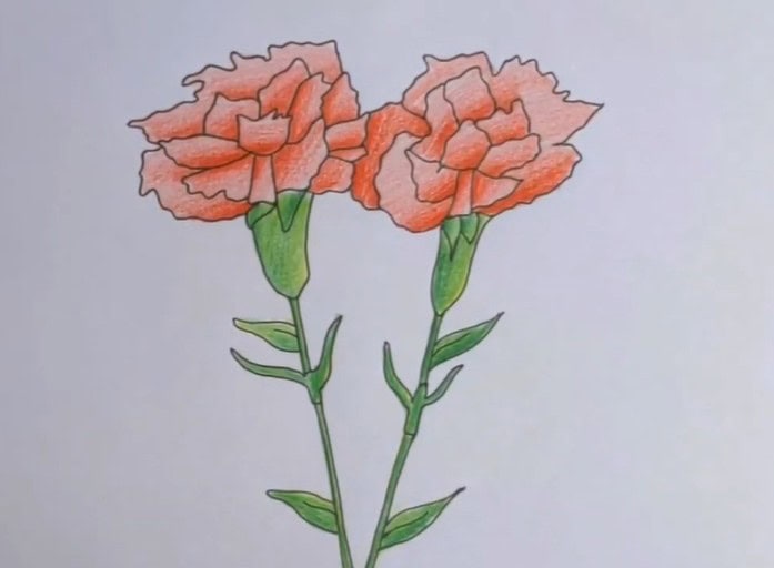Carnation Flower Drawing Step by Step Tutorials