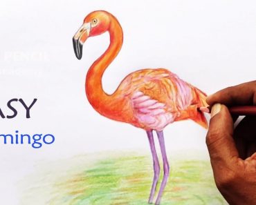 Flamingo Drawing with Pencil Step by Step