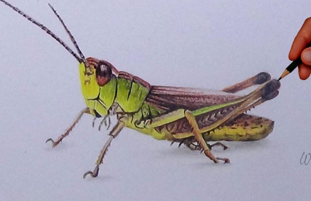 Grasshopper Drawing