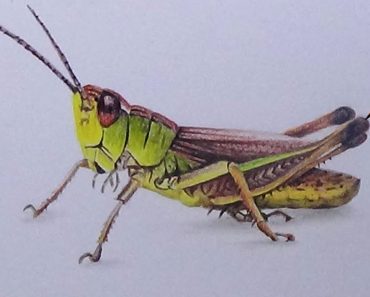 Grasshopper Drawing Easy Step by Step Tutorial