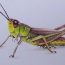 Grasshopper Drawing Easy Step by Step Tutorial