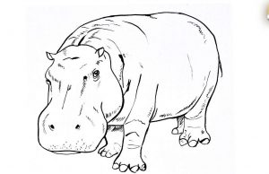 Hippo Drawing