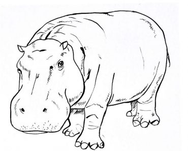Hippo Drawing Step by Step Tutorial
